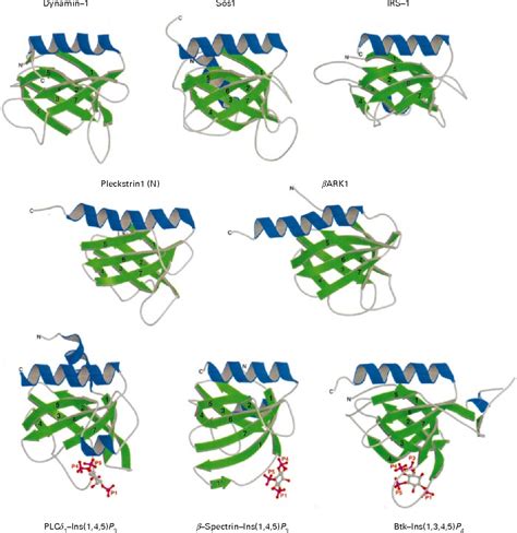 Pleckstrin homology domain .